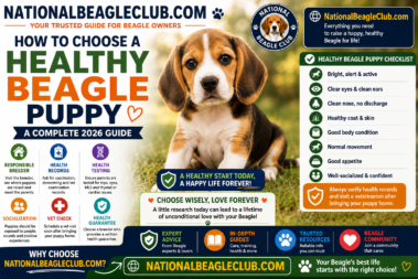 Healthy Beagle Puppy
