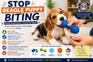 Stop Beagle Puppy Biting