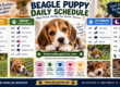 Beagle Puppy Daily Schedule: Feeding, Sleep & Training