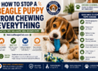 How to Stop a Beagle Puppy From Chewing Everything